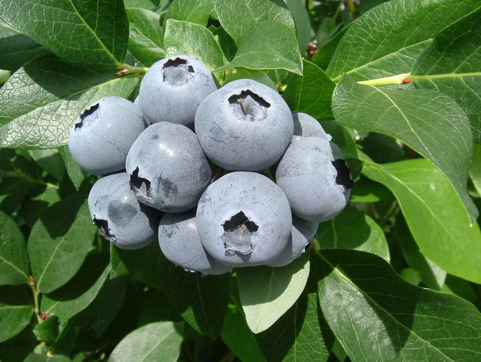 Fresh Blueberries