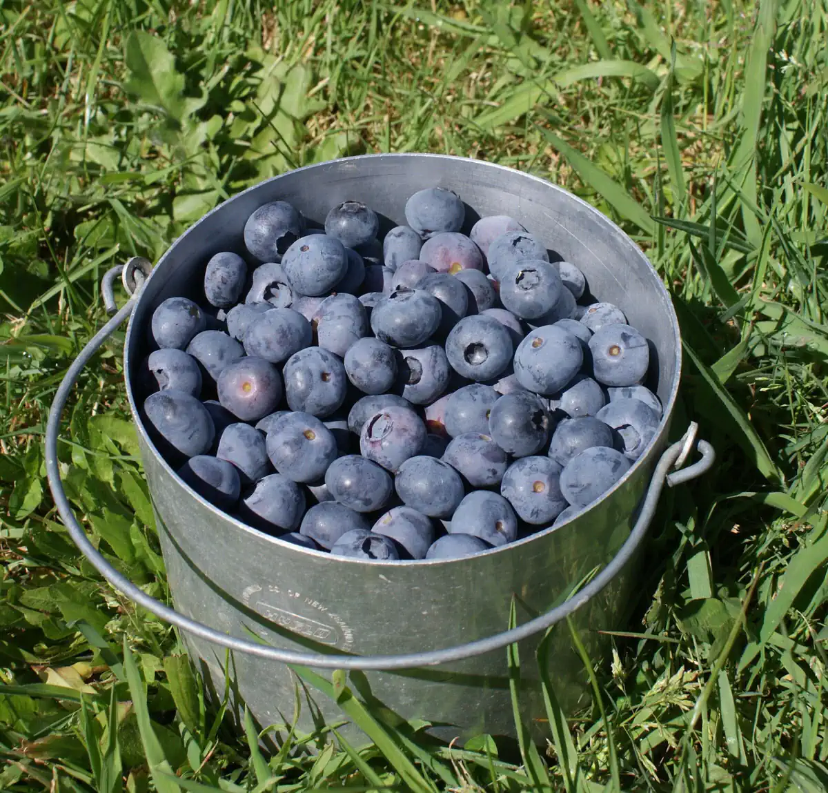 Blueberries