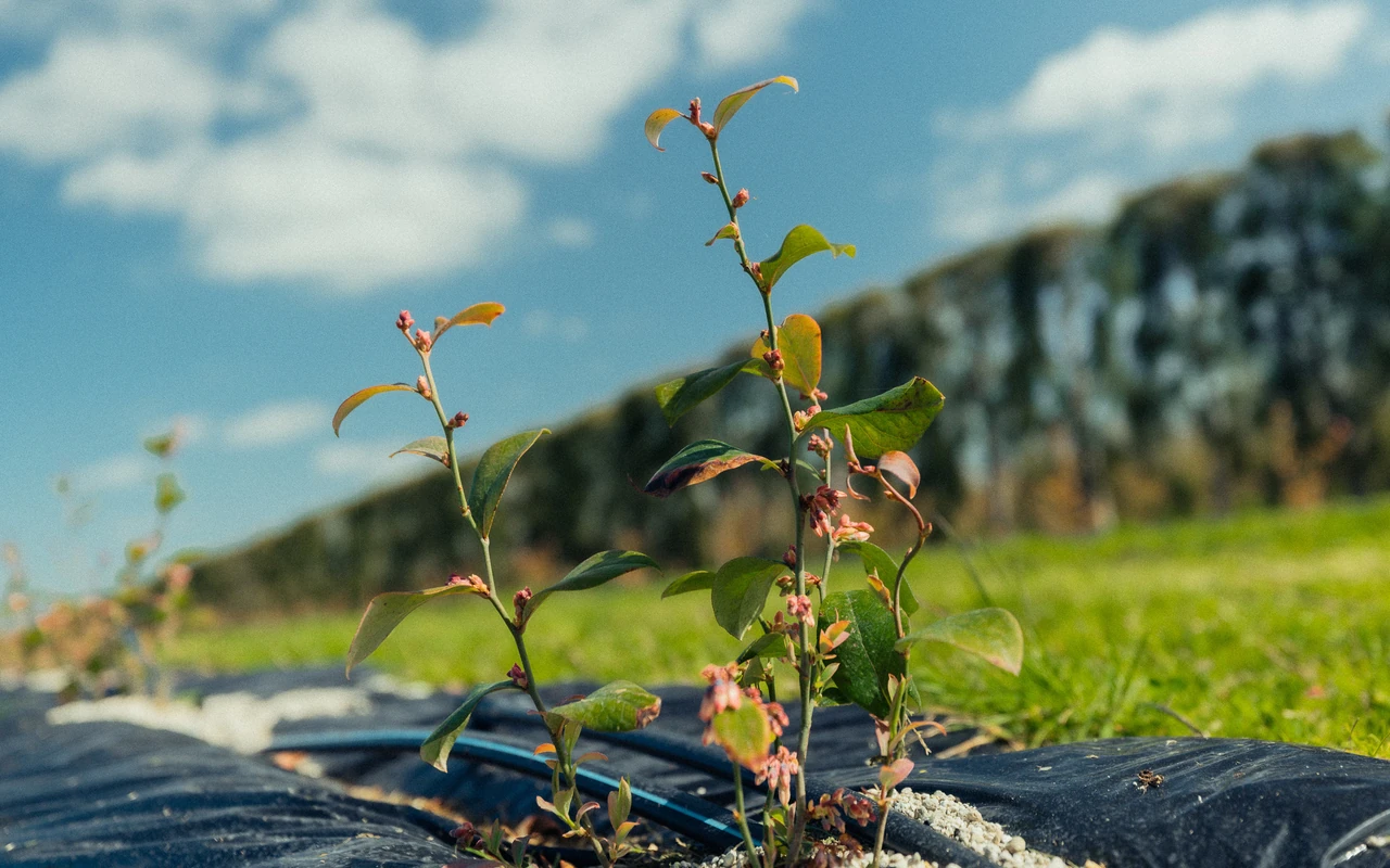 Sustainability